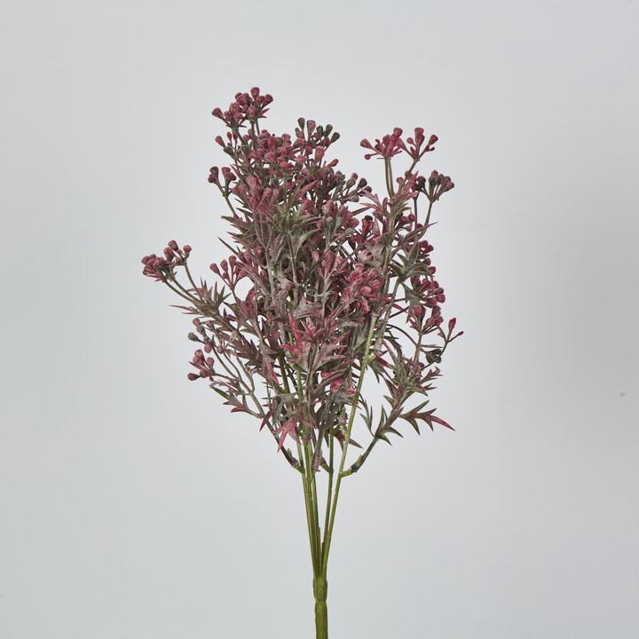 Santa Maria Bush with Pink Purple Flowers