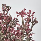 Santa Maria Bush with Pink Purple Flowers