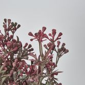 Santa Maria Bush with Pink Purple Flowers