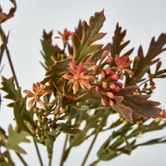 Santa Maria with Peach Flowers