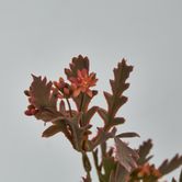 Santa Maria with Peach Flowers