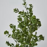 Light Green Boxwood Spray