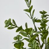 Light Green Boxwood Spray