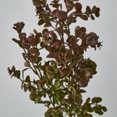 Dark Green Boxwood Spray