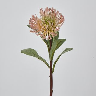 Orange Leucospermum