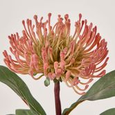 Orange Leucospermum