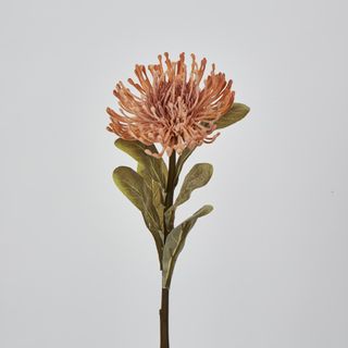 Peach Leucospermum