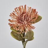 Peach Leucospermum