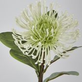 White Leucospermum