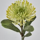 Yellow Leucospermum