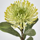 Yellow Leucospermum