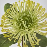 Yellow Leucospermum