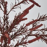 Dark Pink Amaranthus Spray