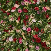 Flower Wall With Pink, Purple, Beige & Red Roses & Peonies and green leaves