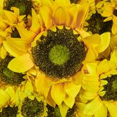 Yellow Sunflower Wall