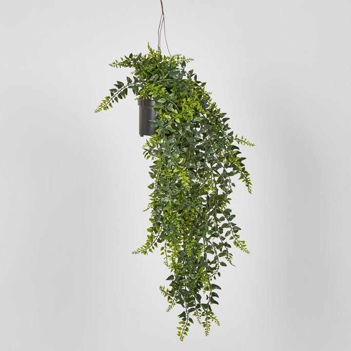 Hanging Baker Fern in Pot