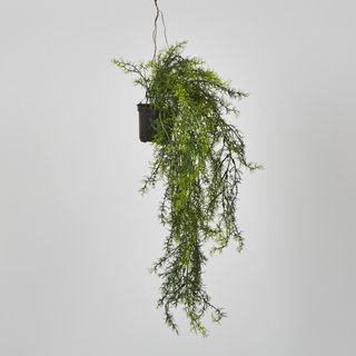 Sprengeri in Hanging Pot Asparagus Fern