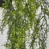 Sprengeri in Hanging Pot Asparagus Fern