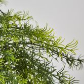 Sprengeri in Hanging Pot Asparagus Fern