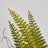 Potted Fern