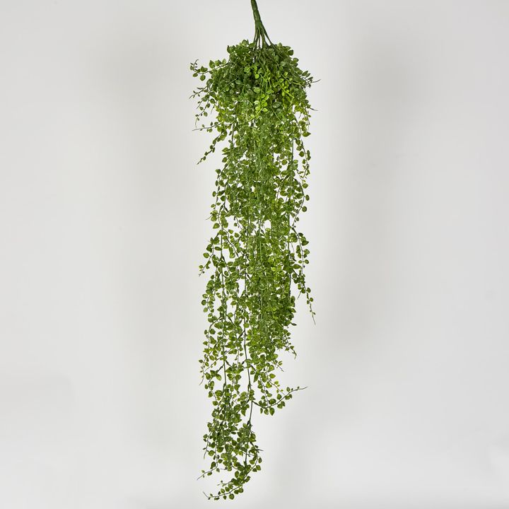 Maidenhair Fern Hanging Bush x 14