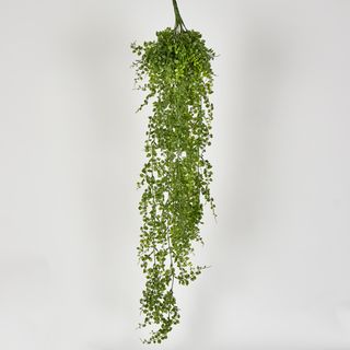 Maidenhair Fern Hanging Bush x 14