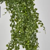 Maidenhair Fern Hanging Bush x 14