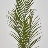 Green Arca Palm x 3