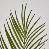 Green Arca Palm x 3