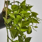 43cm Hanging Leaf in Black Pot