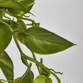 43cm Hanging Leaf in Black Pot