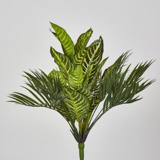 Zebra Palm Leaf Bush