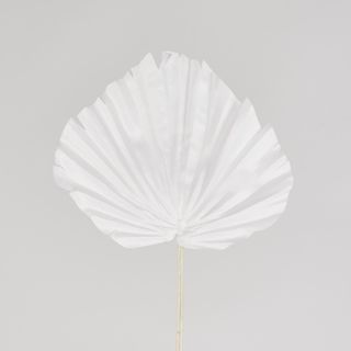 White Palm Leaf