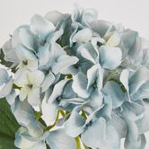 Slate Blue Hydrangea