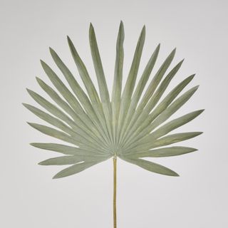 Green Sun Palm