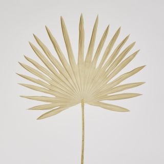 Beige Sun Palm