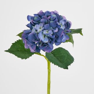 Hydrangea