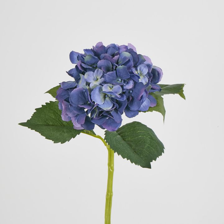 Hydrangea