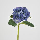 Hydrangea