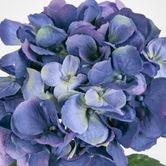 Hydrangea