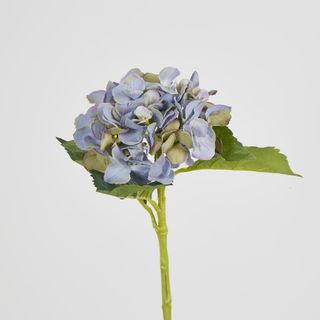 Hydrangea