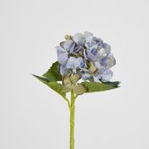 Hydrangea