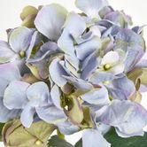 Hydrangea