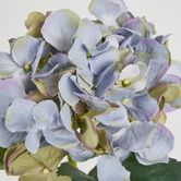 Hydrangea