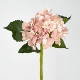 Soft Pink Hydrangea