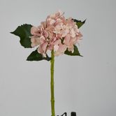 Soft Pink Hydrangea