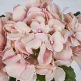 Soft Pink Hydrangea