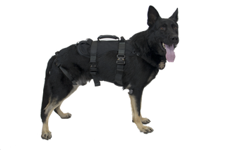 K9 Proseries Rappel Harness
