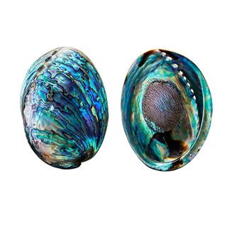POLISHED PAUA