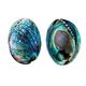 POLISHED PAUA